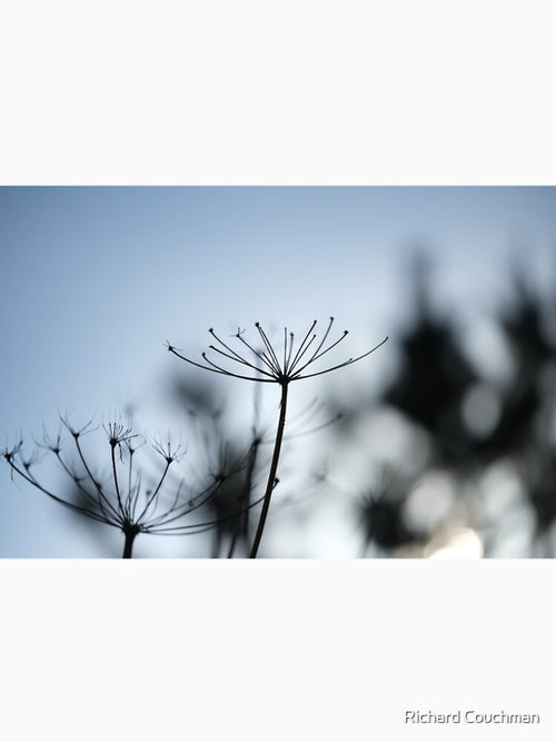 " Seeds Of Light " by Richard Couchman